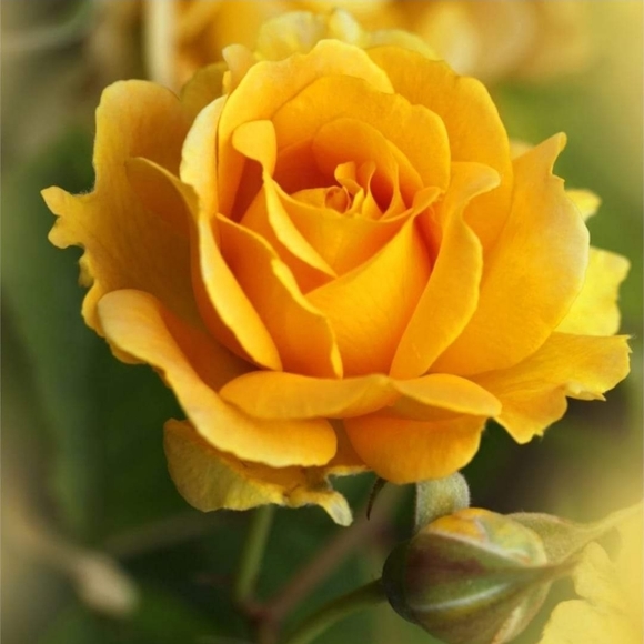 Meet your Posher, Brenda - Picture 1 of 1